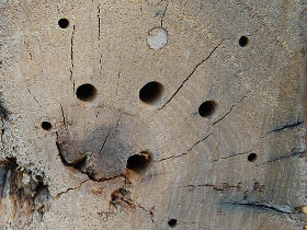 Bohrgnge in einem alten Balken aus Eiche (Hirnholz)  Ilka Mehlis