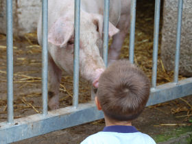 Kind betrachtet Schwein - Schwein betrachtet Kind;  Ilka Mehlis