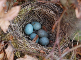 Nest mit Eiern, © Esel Klugohr - Fotolia.com